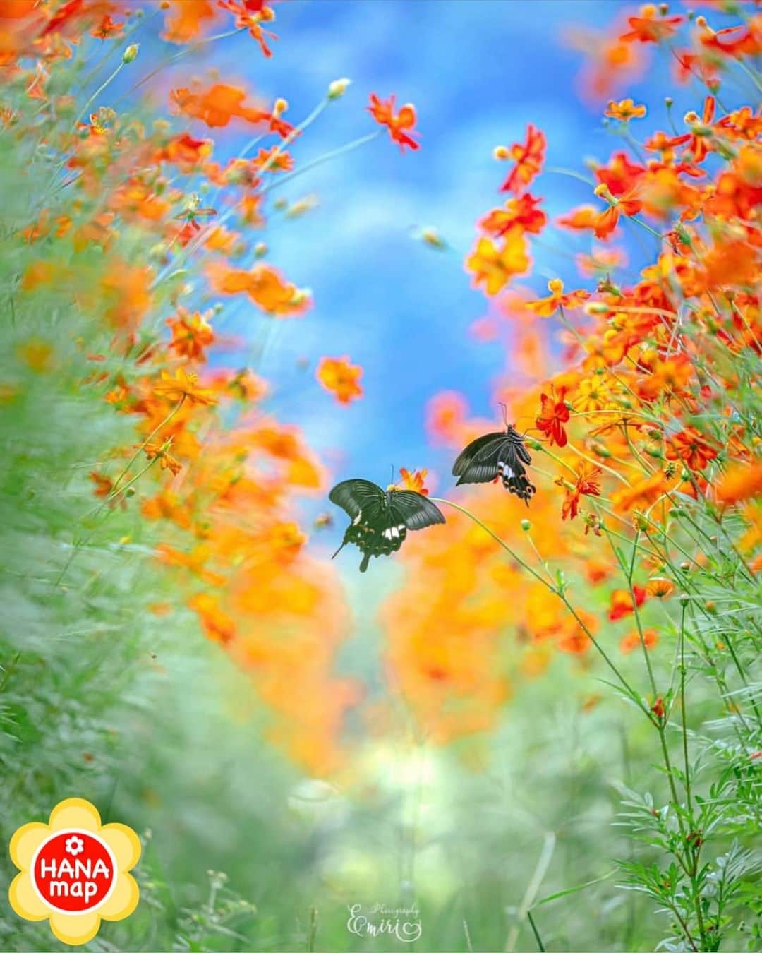 はなまっぷ❁日本の花風景さんのインスタグラム写真 - (はなまっぷ❁日本の花風景Instagram)「🌸はなまっぷ🌸 * @_____mimosa.619_____ さんの  花のある風景に花まるを💮 * お花畑で舞い踊る楽しそうな黒アゲハさんをありがとうございます😊🌸 * 富山  #イオックスアローザ IOX-AROSA, Toyama Pref. * 🌼キバナコスモスの花言葉📝🌼 野生的な美しさ * 見頃を過ぎている場所もご紹介しています。お出かけの際はHP等で最新の情報をご確認くださいね🙏🌸 * 🌸•••🌸•••🌸•••🌸•••🌸•••🌸 * いつも素敵なお花をありがとうございます😊 日本の花のある風景にタグ付けしてください🌸 お花があれば何でもOKです💓 * #はなまっぷ * #日本の美しい花風景#花のある風景#花#キバナコスモス#蝶#アゲハ蝶」9月11日 8時28分 - hanamap