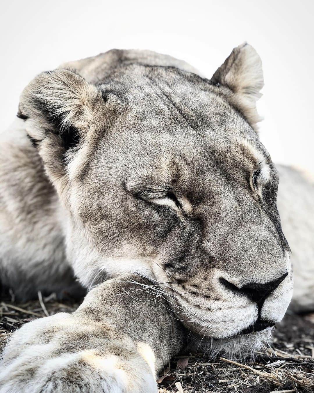 Kevin Richardson LionWhisperer さんのインスタグラム写真 - (Kevin Richardson LionWhisperer Instagram)「Sweet dreams princess Naiobi」9月10日 23時58分 - lionwhisperersa