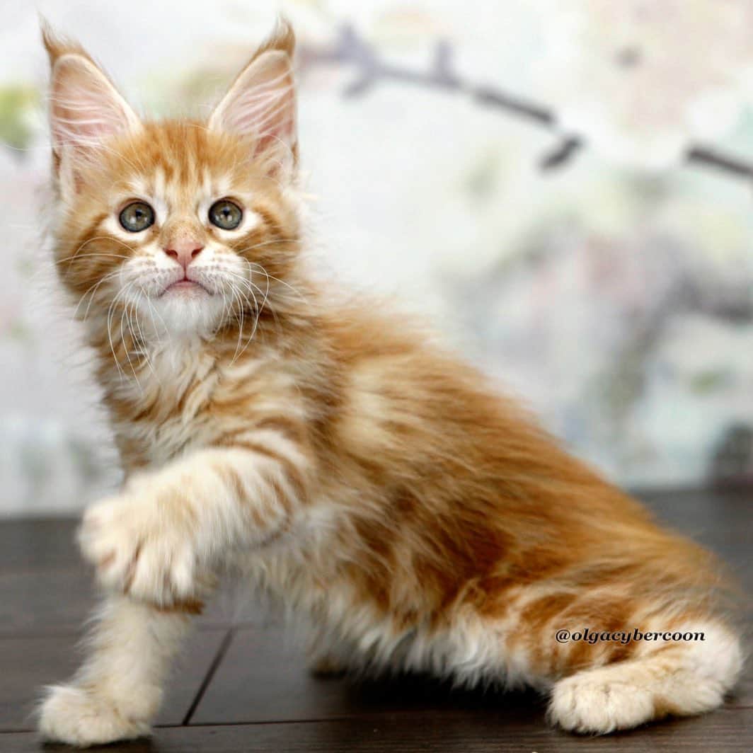 МейнКун MaineCoon Питомникのインスタグラム：「Hey, I’m Watson, seriously 😽😸❤️」