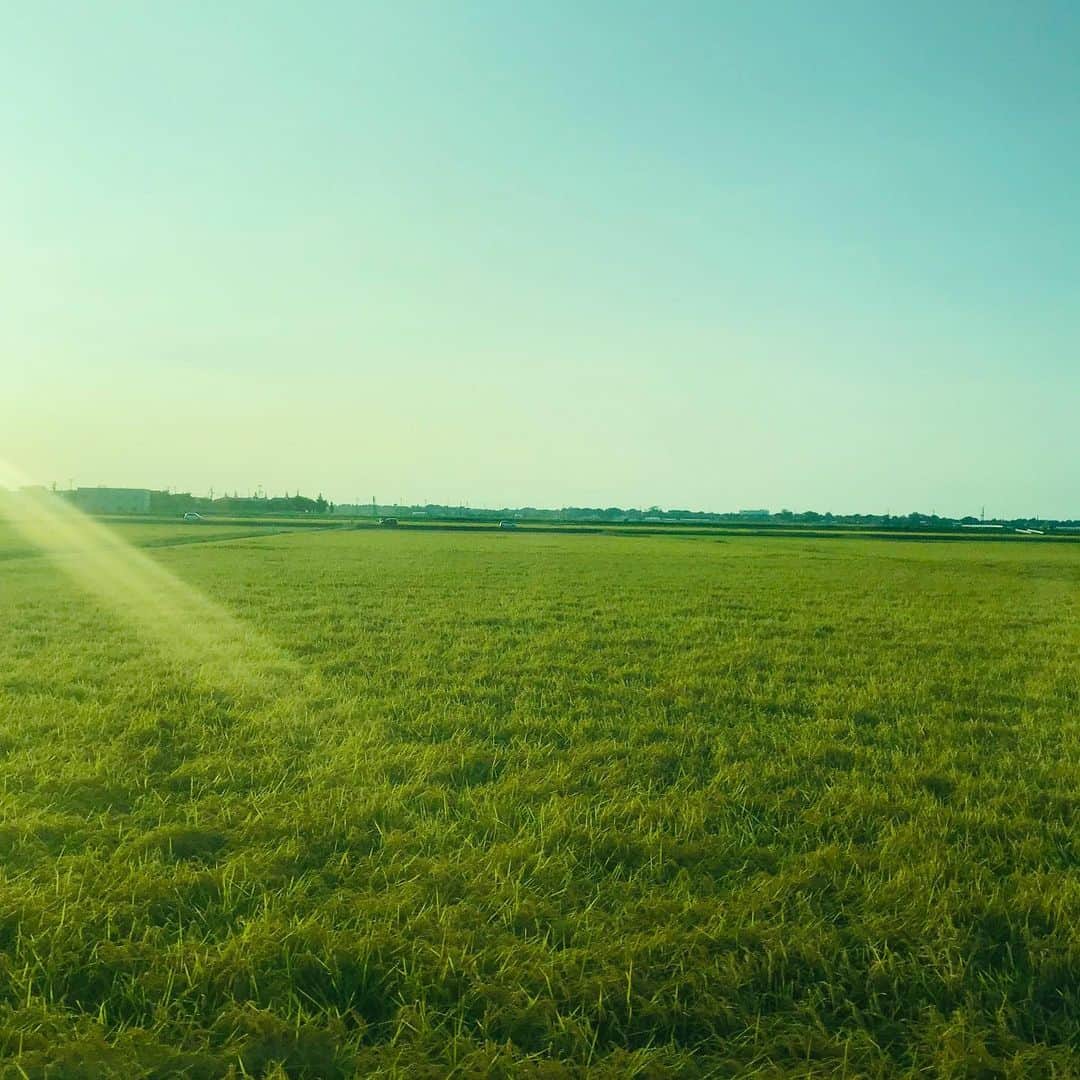 小山田サユリさんのインスタグラム写真 - (小山田サユリInstagram)「My countryside’s rice field...how beautiful... #niigata #ricefield #sayurioyamada #countryside #新潟 #田んぼ」9月11日 0時43分 - sayurioyamada