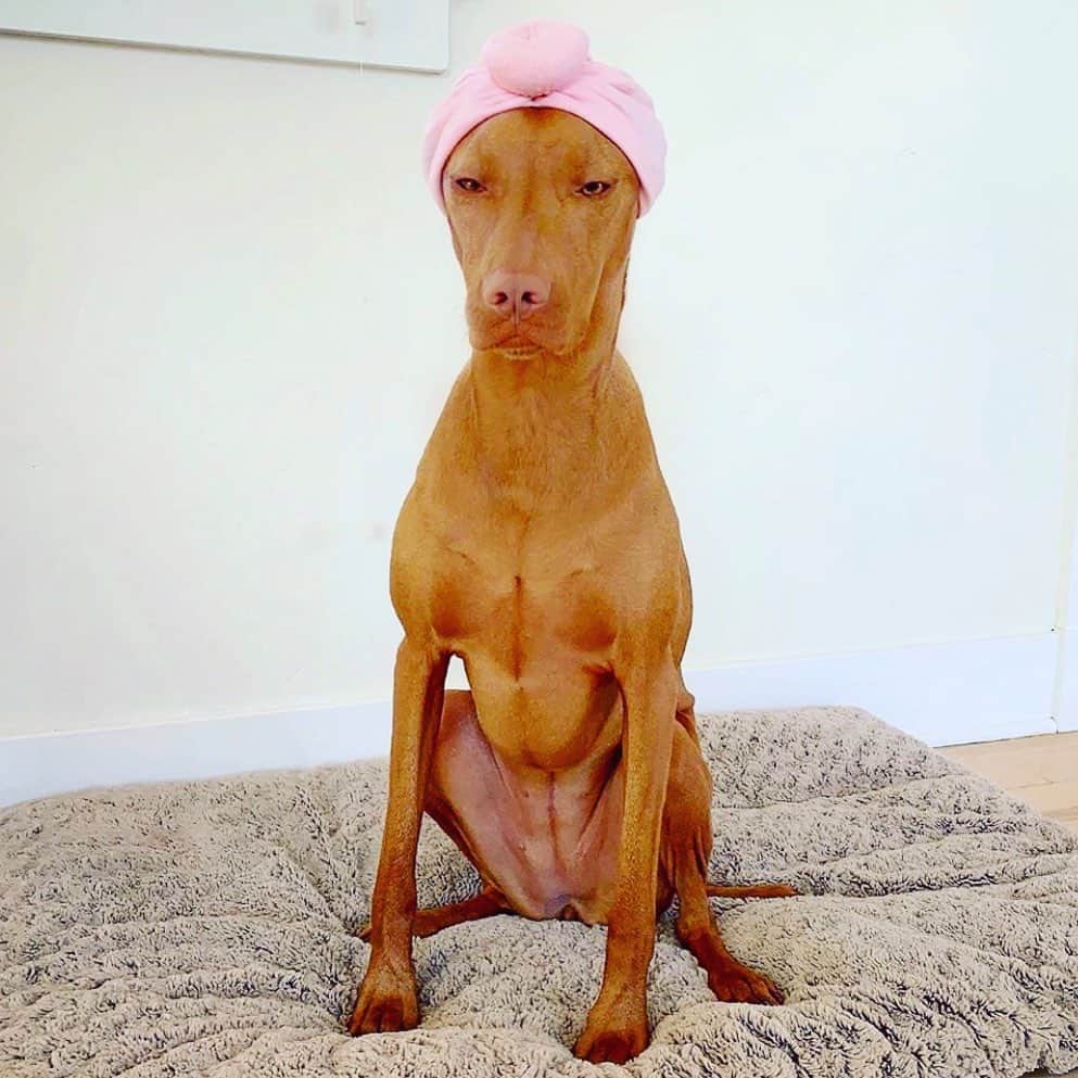 デレク ラムのインスタグラム：「New York Fashion Week Spring 2020 @californiaolive #girlsinturbans #vizsla #superdupermodel」