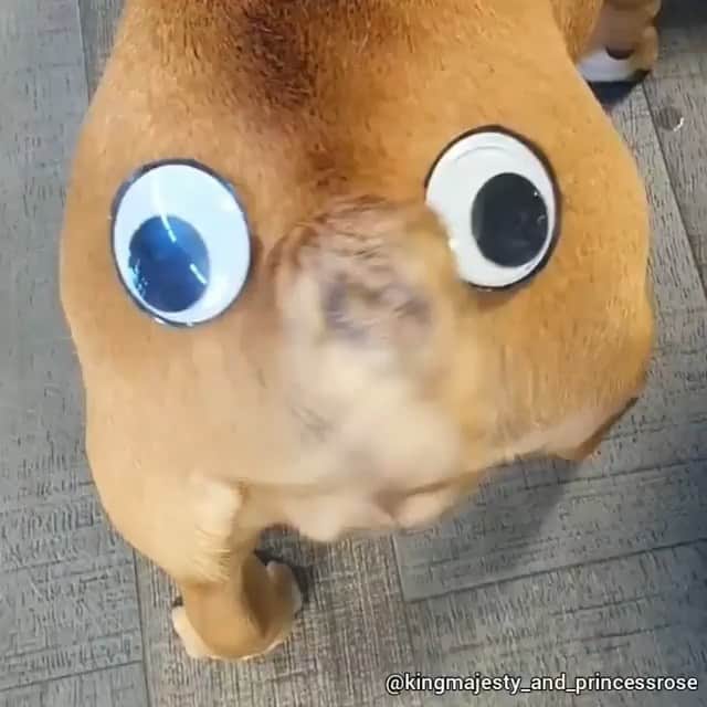 Bodhi & Butters & Bubbahのインスタグラム：「This made my morning. I hope it makes yours too ☺️ . . . . #bulldog #booty #wiggle #smile #funny #dogsofinstagram @kingmajesty_and_princessrose」