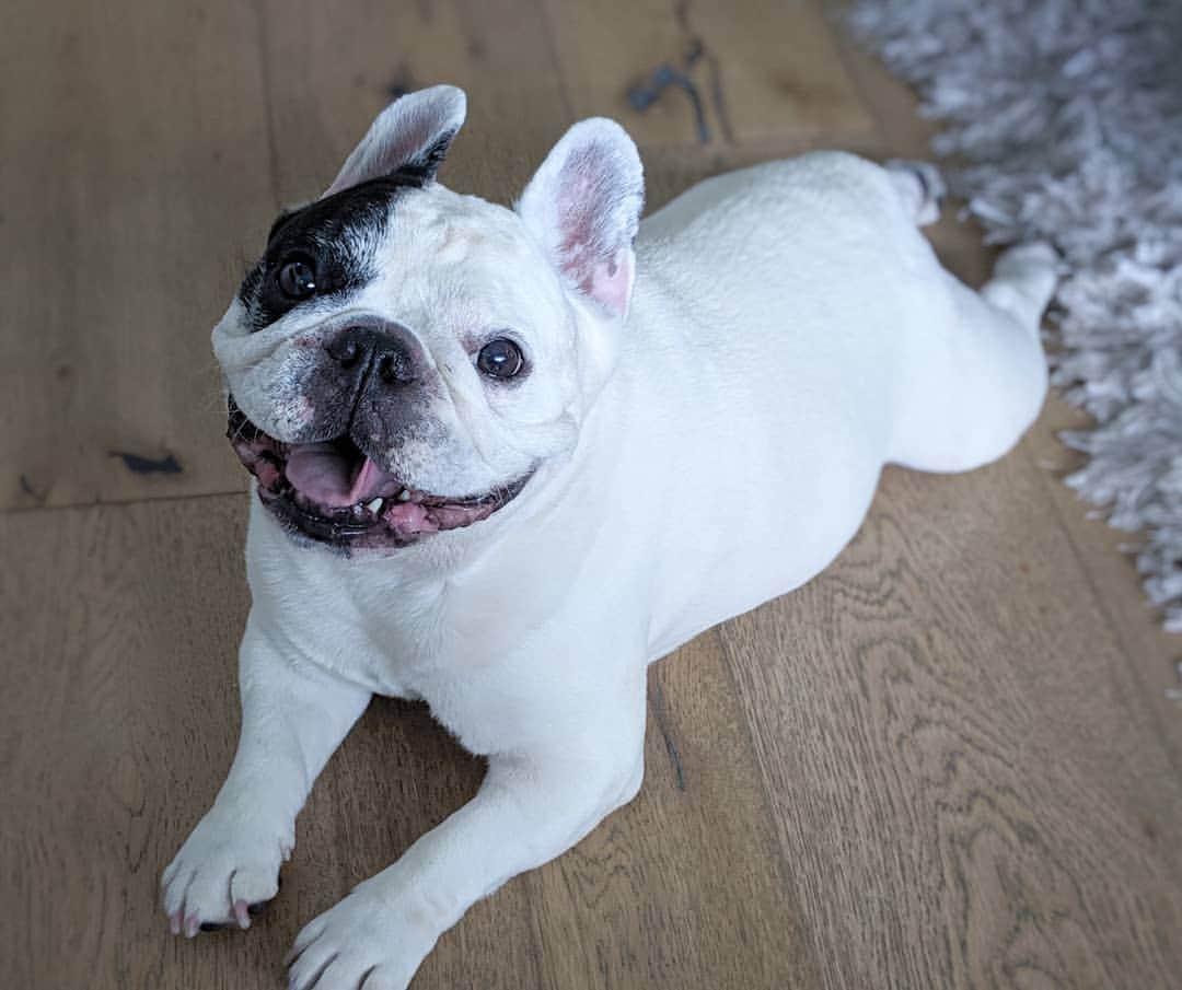 Manny The Frenchieのインスタグラム：「Frog-doggin on this fine day! 😃🐸🐶」