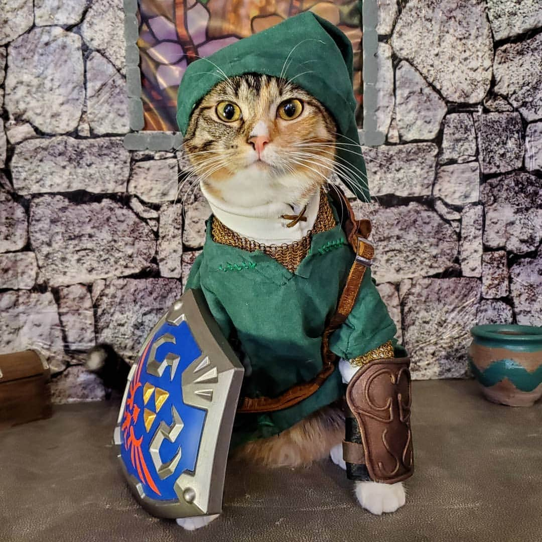 猫コスプレさんのインスタグラム写真 - (猫コスプレInstagram)「Fragile pottery you say? On thin shelving?  #LegendofZelda #link . . . . . . . #loz #legendofzeldacosplay #thelegendofzelda #lozcosplay #linkcosplay #legendofzeldamemes #catcosplay #catcostume #catsinclothes #petclothes #petcostumes #cosplay #bestcat #halloweenpets #halloweencostume #nintendo #nintendocosplay #」9月11日 1時40分 - cat_cosplay