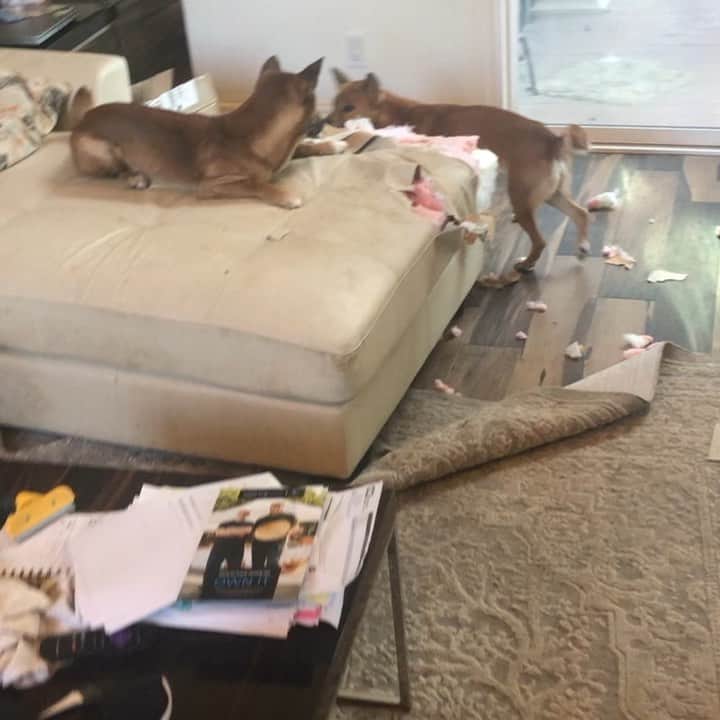 のインスタグラム：「The REALITY of conservation! . New Guinea Singing dogs = 1..... couch = 0 - mama = 😫 anyone want to donate a couch 😂🤣 . New Guinea Singing dogs, like many other “exotic” type pets have a long list of reasons why they don’t make the best companion animal for most people.  Many exotics are actually not very different from those in the wild. Just because an animal has been captive bred, does not mean it is more compatible with living in a home or being a pet. For example, pet foxes sold by breeders come from fur farms (typically) and those foxes have been selectively bred for their fur quality and color, not temperament. Even the Russian domesticated foxes, which have been selectively bred for temperament are destructive little buggers!!! . There is so much more as to why dogs are man’s BFF vs being captive bred or even domesticated. Dogs are extremely unique in their relationship with people and this relationship combined with who and what dogs are make them amazing companion animals. The NGSDs have not been selectively bred for likely over 5000 years. It is likely they were brought to New Guinea by people; however lived like wild canids in the highlands. Not like feral or village dogs. Living without the help or interference of people. We consider them domestication version 1.... and being primitive dogs, come with a whole host of non desirable behaviors that one must be aware of before bringing them into their home. . As you can see by this video, these little adorable brats have decided to eat the couch. This isn’t the first and is part of a whole plethora of destroyed items throughout the house.... sure they are still young, and our elder singers have gotten over THIS behavior, but as I went to bed last night, one of them jumped on the bed and decided to mark (by peeing) on my pillows..... 🙄🤷‍♀️ . It is what you sign up for when you bring an exotic or primitive animal into your life. Many, way too many, people abandon their domesticated dogs, let alone an exotic.... there aren’t shelter to take exotics to, you can’t sell them (legally unless you have proper permits), they must be a lifelong commitment you make...」