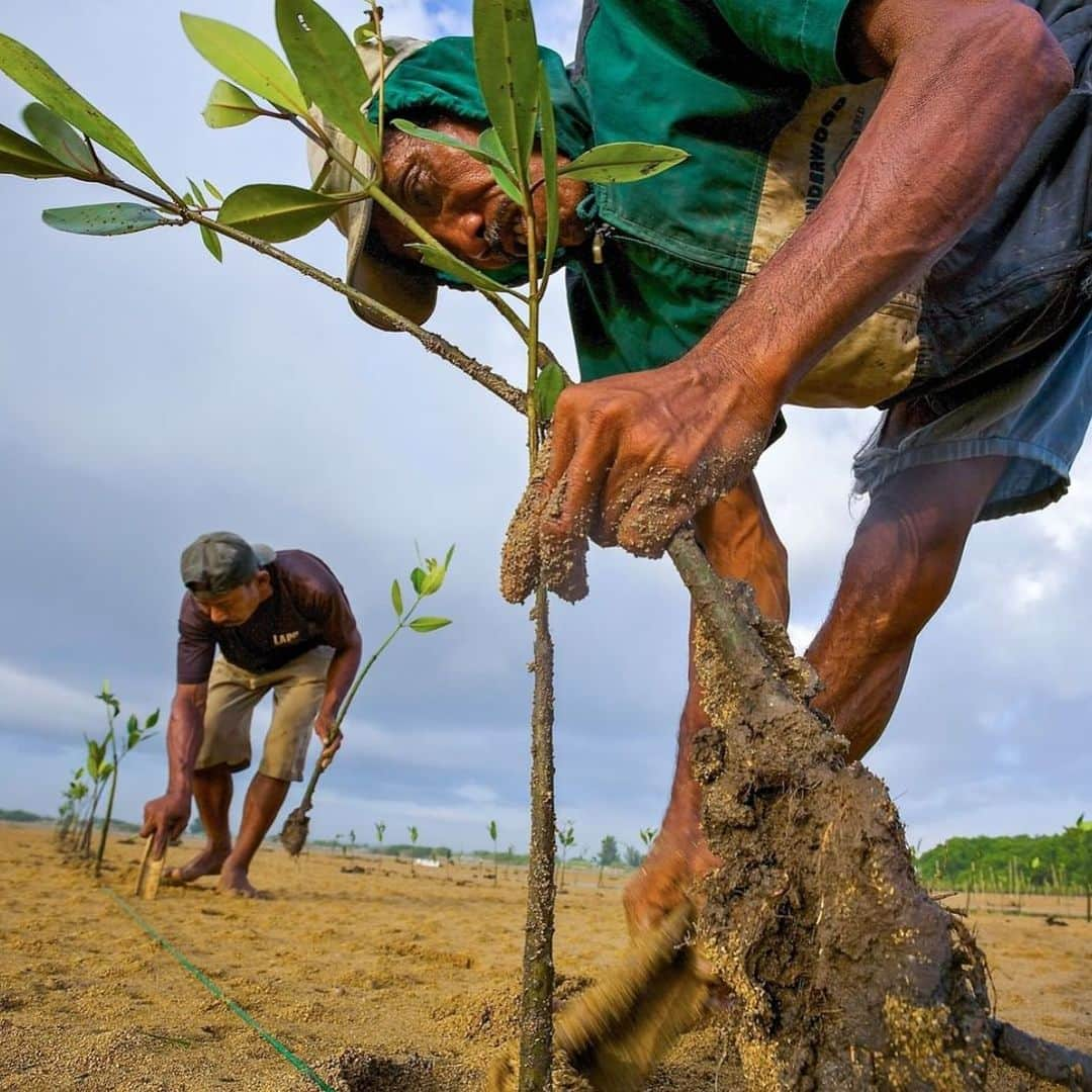 レオナルド・ディカプリオさんのインスタグラム写真 - (レオナルド・ディカプリオInstagram)「#Regram #RG @undp: The Asia and Pacific region is the most disaster-prone region in the world. ⁠ ⁠  A two meter sea level rise could displace over 180 million people, mostly across Asia. Indonesia is already planning to move its capital city of Jakarta to Borneo to protect its people from dangerous floods. But many more communities and lives are at stake.⁠ ⁠  In this photo, volunteers are planting mangrove saplings in an estuary in Bali to fight coastal erosion and land degradation in Indonesia.⁠ ⁠  Climate change is the existential challenge of our time. ⁠  The @UnitedNations #ParisAgreement calls for cutting CO2 emissions in half by 2030 and reach #carbonneutrality by 2050. Getting there won't be easy. We must make dramatic changes to our production and consumption patterns.⁠ ⁠  We're currently working with governments and communities in developing countries across the world to amp up climate action plans for a greener and healthier future for all life on Earth.⁠ ⁠  Click on @undp's profile and tap on the link in their bio to read the latest story about the top climate risks in Asia and the Pacific region.⁠ ⁠  Photo: @undpindonesia/ Tim Laman⁠ ⁠  #APClimateWeek #ClimateActionNow #ClimateAction #UNDP #UN #Asia #Environment」9月11日 1時59分 - leonardodicaprio