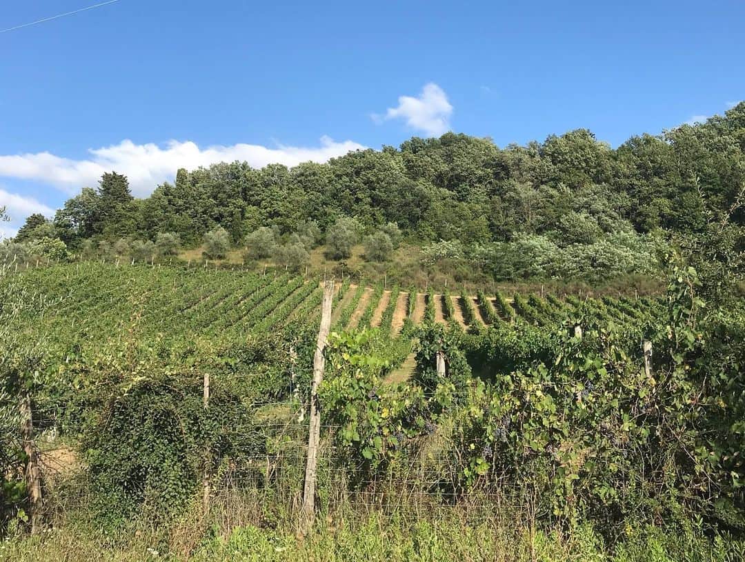 エイプリル・ロスさんのインスタグラム写真 - (エイプリル・ロスInstagram)「Staying on a small vineyard in Tuscany for a few days, brb.」9月11日 2時41分 - aprilrossbeach