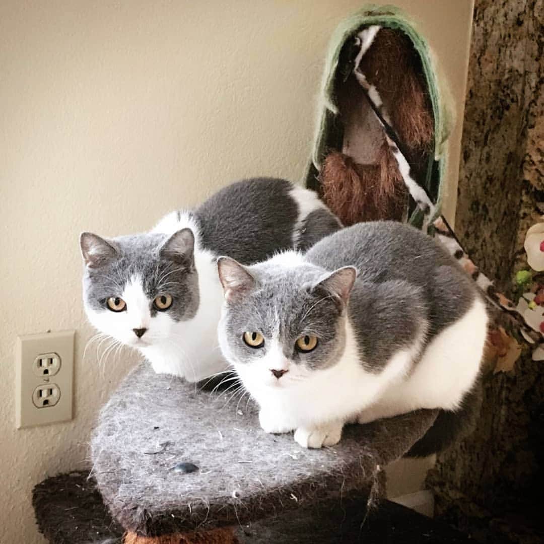CatStockerのインスタグラム：「Hello! #catstocker is here!  Follow our FURRriend @mochicat168  Scroll right for more pictures 👉 . . . . . . #cat #neko #mačka #chat #kočka #котка #kotek #kot #кіт #mače #кошка #кот #katze #gato #gatto  #子猫 #kattunge #猫 #고양이 #貓 #kedi #köttur #kissanpentu #חתול #кішка #子猫 #고양이새끼 #kitty #cats」