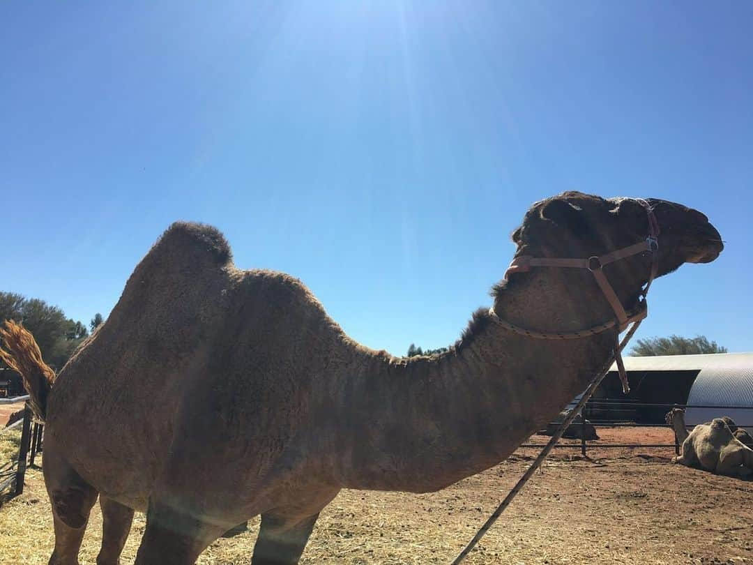 LANCEさんのインスタグラム写真 - (LANCEInstagram)「. . 野生のラクダ🐪と. あいたくてあいたくて. 僕じゃない誰かに恋をしてるキミでも. あいたくてあいたくて. キズ癒すだけの場所だとしても… その涙も 恥ずかしさも. すべてのワケも何も聞かずに. 受け止めるから… キミの何もかもを…♪ . . 野生のラクダ🐪は… 何処にもおらん。 . あでゅおす。」9月11日 3時50分 - onedraft.lancetagram