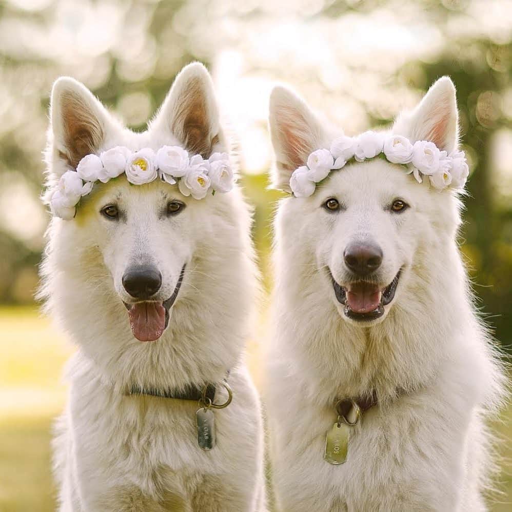 DogsOf Instagramのインスタグラム：「“Like a beautiful dream 💎” writes @ikarosandvegas  #dogsofinstagram」