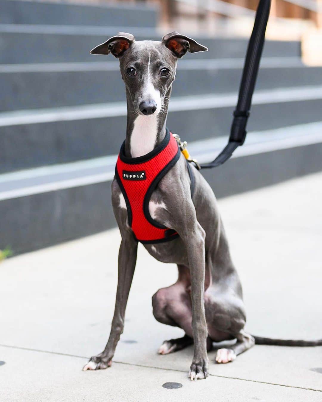 The Dogistさんのインスタグラム写真 - (The DogistInstagram)「Rocky, Italian Greyhound (1 y/o), Astor Place, New York, NY • “How fast can he run?” “Faster than you.”」9月11日 4時06分 - thedogist