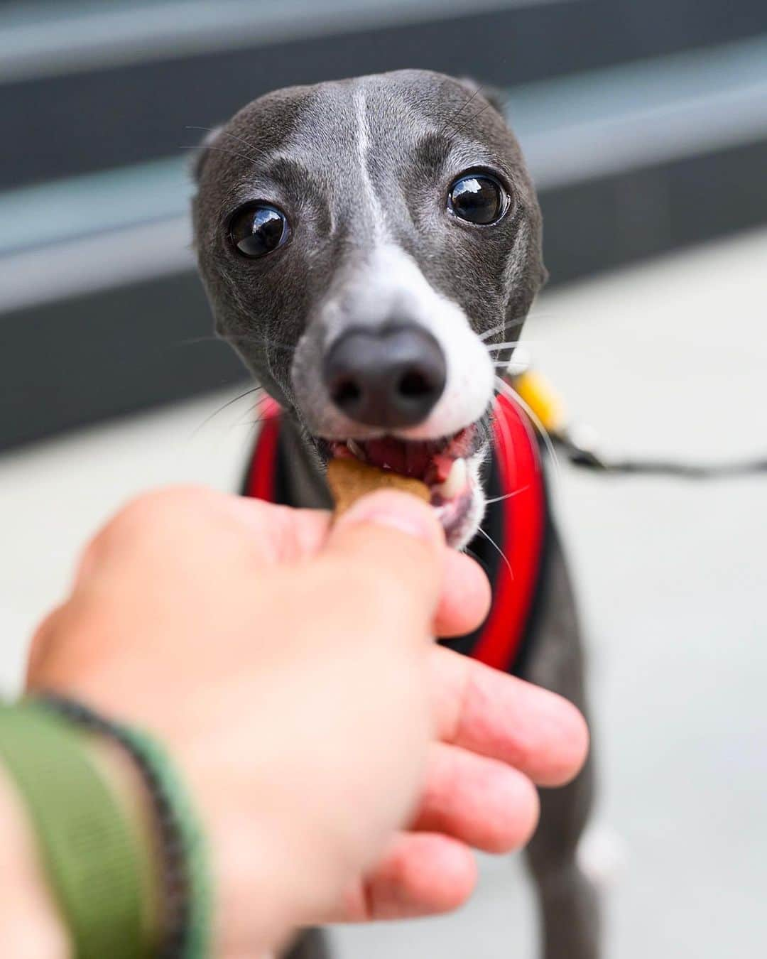 The Dogistさんのインスタグラム写真 - (The DogistInstagram)「Rocky, Italian Greyhound (1 y/o), Astor Place, New York, NY • “How fast can he run?” “Faster than you.”」9月11日 4時06分 - thedogist