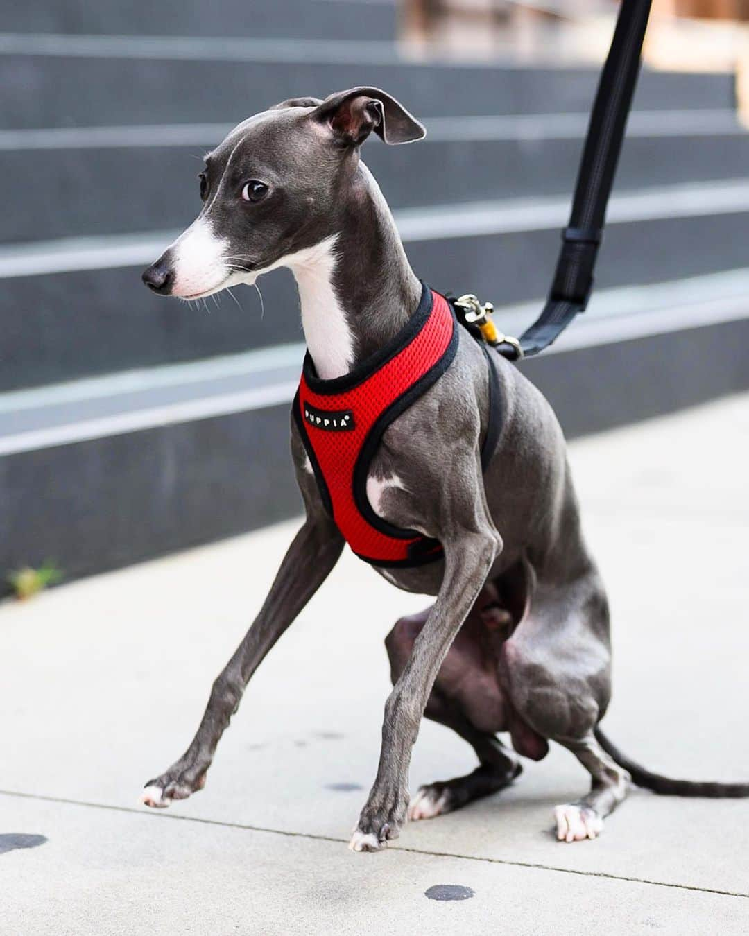 The Dogistさんのインスタグラム写真 - (The DogistInstagram)「Rocky, Italian Greyhound (1 y/o), Astor Place, New York, NY • “How fast can he run?” “Faster than you.”」9月11日 4時06分 - thedogist