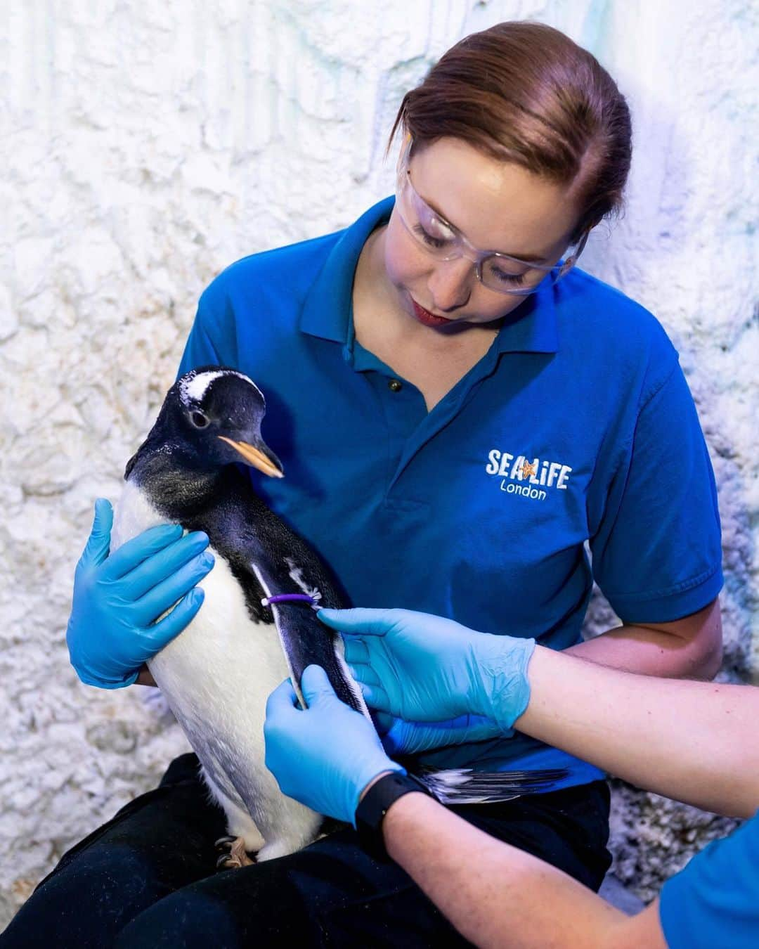 NBC Newsさんのインスタグラム写真 - (NBC NewsInstagram)「Gay penguins at a London aquarium are raising what may be the world’s first “genderless” penguin chick. Tap the link in our bio to learn more. . 📷 Jonathan Short」9月11日 5時46分 - nbcnews