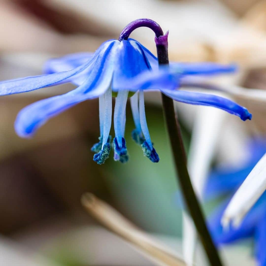 のインスタグラム：「🎓 To the tens of thousands of kids who visit NYBG each year, our teen Explainers are passionate teachers—but they're also lifelong learners. In today's story, see how local high school students build botanical knowledge by studying the growth and bloom schedule (or "phenology") of many plant species, including the Siberian squill. 🌱 . #Scilla siberica | #plantlove」