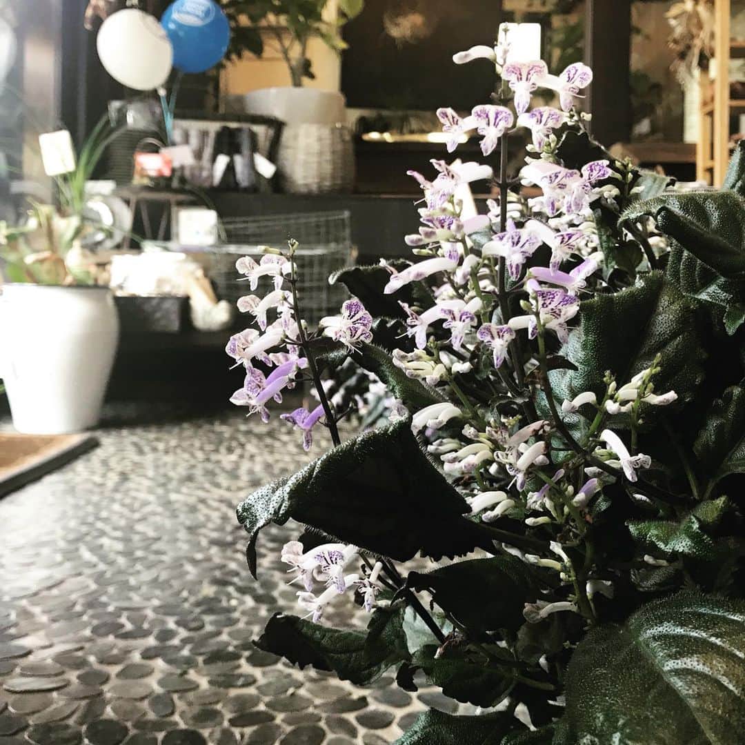 MILLE ECLAT.のグルメインスタ