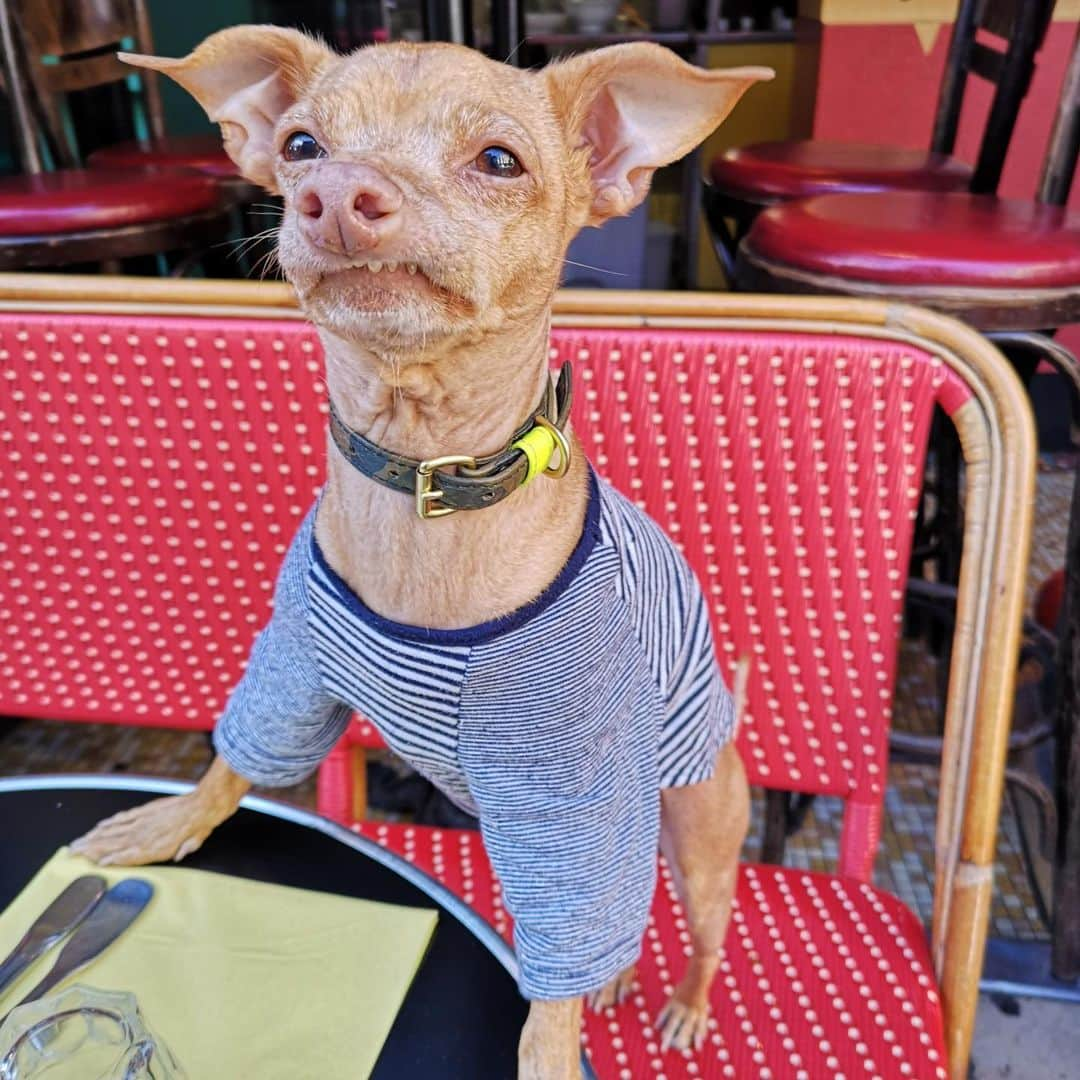 Tuna {breed:chiweenie} さんのインスタグラム写真 - (Tuna {breed:chiweenie} Instagram)「Tuna had his first ever real outdoor French dining experience at #AuCoeurDuMarais earlier today, and I was swooning over this moment while Beraneck, our awesome server, snagged this adorable photo of him. 😍」9月11日 6時05分 - tunameltsmyheart