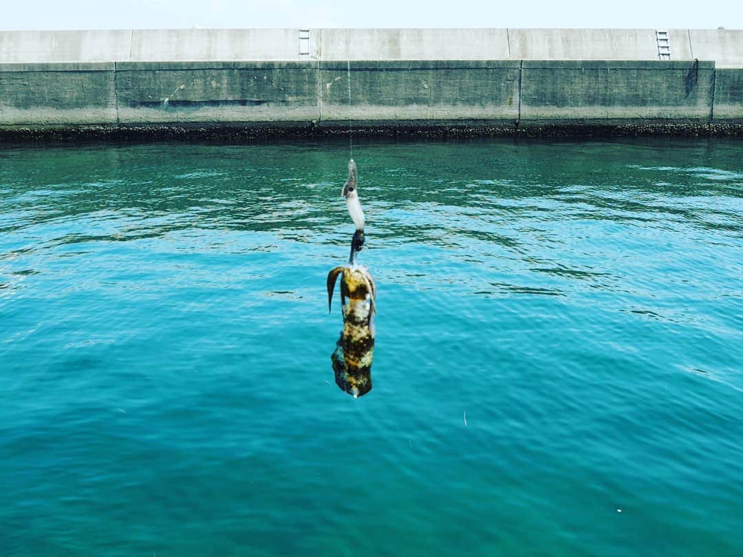 阪本麻美さんのインスタグラム写真 - (阪本麻美Instagram)「おはよーございます!! ちょっと遅めの夏休み♪ 近場ですが、淡路旅行へ。  釣り、釣り、釣り三昧！ 私はほぼ椅子に座ってまったり～。 釣れた時だけしゃしゃりでて、自分が釣ったかのように写真を撮ってもらう笑!! まだ小さくてすぐに海にリリース。  釣ったイカをその場ですぐにいただきたかったけど…  そして、また朝から釣り。  そして私はまたしても、座って釣れるのを待ってるだけ笑!! #おはよう  #少し遅めの  #夏休み  #淡路島  #淡路旅行  #釣り  #釣り三昧  #いか  #イカ釣り  #いいとこどり  #釣れたら写真だけ #しゃしゃりでる」9月11日 7時11分 - mamichin0906
