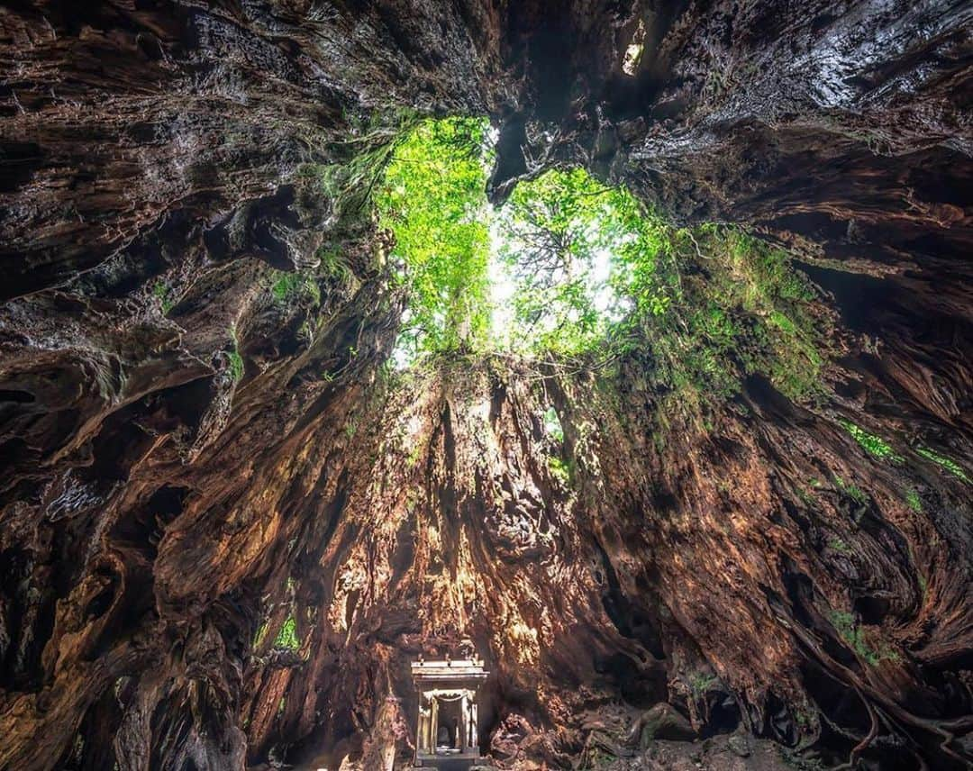 aumoさんのインスタグラム写真 - (aumoInstagram)「【#日本の絶景 × #フォトジェニック 】 . 鹿児島県屋久島にある「#ウィルソン株」のお写真📸切り株の中に入って、空を見上げるとなんとハート型に見えるのだとか😳♡ . Credit：@ozirom さん 素敵なお写真をありがとうございます！ . あなたが撮影した素敵な写真に 「#aumo」を付けて教えてください♡ あなたの投稿が明日紹介されるかも♪ . aumoアプリは毎日配信！おでかけや最新グルメなどaumo読者が気になる情報が満載♡ ダウンロードはプロフィールのURLから✔︎ (iPhone&Android版) . .  #鹿児島観光 #屋久島 #デート #夏旅 #インスタ探検隊 #子供とお出かけ #女子旅#絶景#絶景スポット#旅#アート旅 #風景写真#旅人の交換日記#ダレカニミセタイケシキ #東京カメラ部 #カメラ女子部#東京カメラガール#旅行好き#旅好きの人と繋がりたい#カメラ撮ってる人と繋がりたい#あなたとみたい景色#インスタ映え」9月11日 18時02分 - aumo.jp