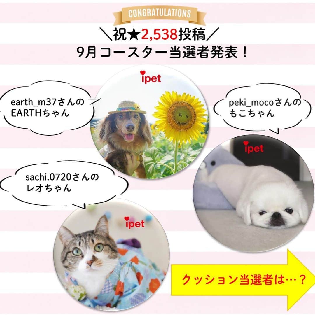 アイペット ペットスナップキャンペーンのインスタグラム