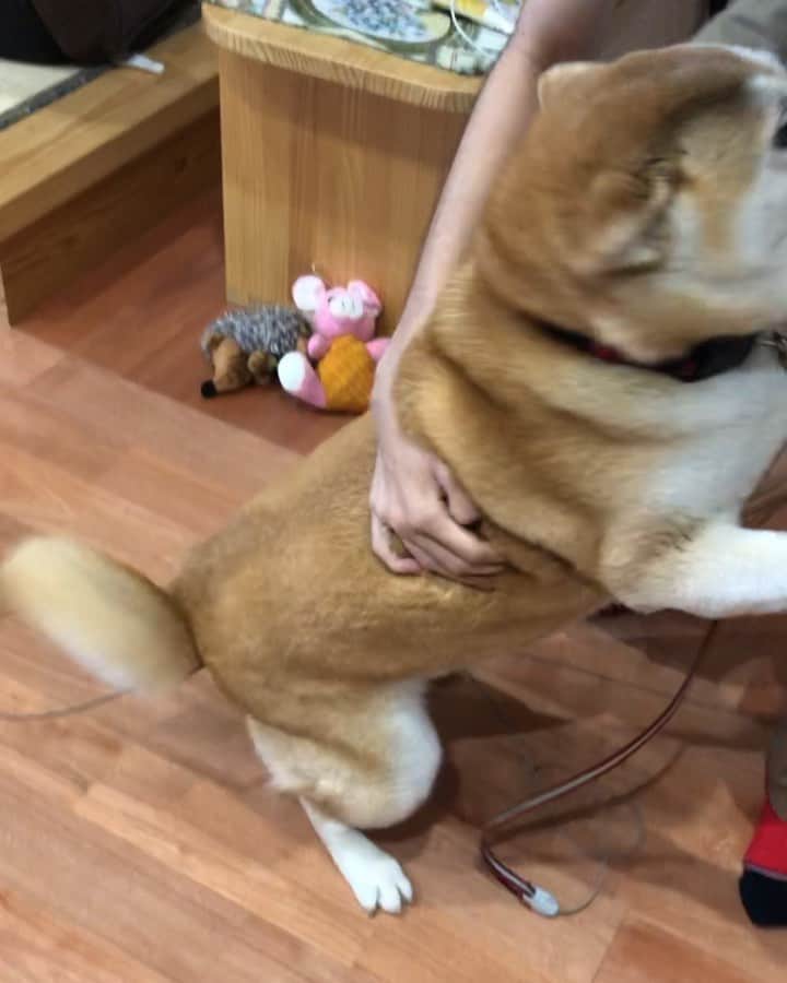 のインスタグラム：「兄ちゃんサプライズで再帰省🤣  私は空港まで迎えに行って、こなつは お留守番でした。 部屋に入ると、私を見て塩対応。 後ろに兄ちゃんが居ることに気づくのに３秒くらいかかりました😆  20日ぶりの兄ちゃんに大興奮❤️」