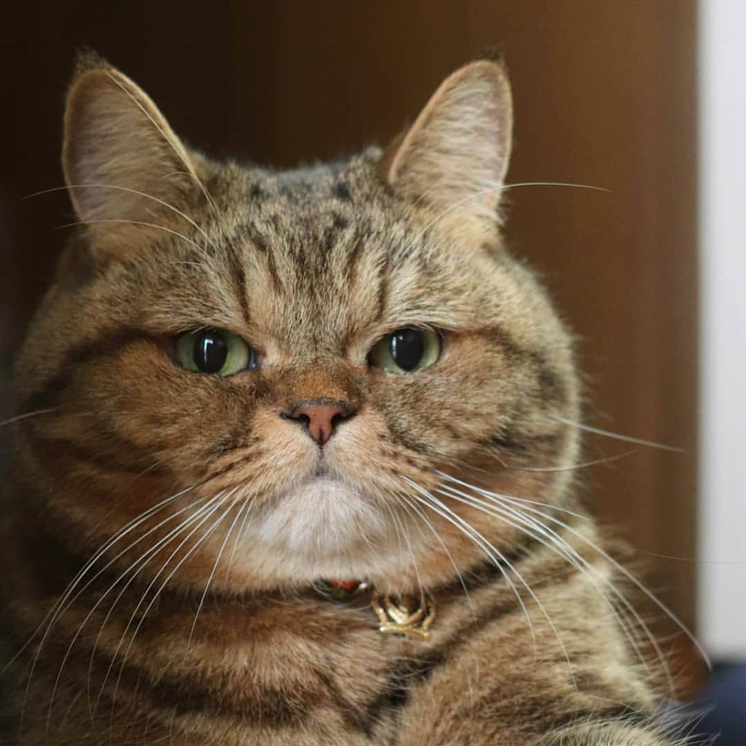 のインスタグラム：「☆ cat's whisker . ドアップでこんばんにゃ！ お友達から可愛い髭差しもらったにゃん🎶 . ②髭さしのお髭と繋がってすご～く長い髭に見える😹  ③髭が上を向いて可愛い😆💓 . #髭祭 #whisker #ありがとう😊 #ちまじや . .」