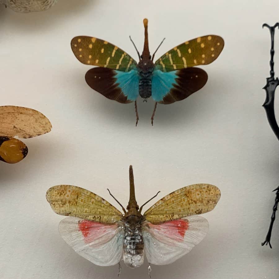 クリス智子さんのインスタグラム写真 - (クリス智子Instagram)「名前も知らないものに、恋するような感じでした。 蝶々も蛾も蜻蛉も、なんだかわからないのも、きれいだった。 「虫 展 -デザインのお手本」@ 21_21 Design Sight ＜以下、ながーい余談＞  ちょっと前に、虫のことを色々調べていたときに、虫の鳴き声を、いい”声”として、捉えるかそうでないかは、左脳右脳のどちらで虫の音を捉えているかによるということが、とても面白かった。 （ちなみに、日本人は、左脳で聞くので、言語・声として聞こえるが、そうした民族は、他にはポリネシア人だけで、西洋など他国は、右脳で捉えて、音（雑音）に分類されるらしく、一旦慣れてしまうと、環境音の一つになるそう。 （どうりで、名前の付け方が、日本は情緒あるのに、英語だと、機能を伝えたりするシンプルな感じだとずっと思っていた。ex :蛍ーfirefly)  虫へん、は、虫以外の「虹」とか「蛇」などにつくのも不思議に思っていましたが、動物や鳥など以外のものを「虫」としていた昔があったとか？ 本来は、うねうねしたものら爬虫類などの感覚が「虫」だったという説。 「虹」も、空を、うねうねした龍のようなものが駆けるさま、と聞いて、へぇー！と。「蛸」も思えば、うねうね。  さらに... 昨日、蝶々、のことを話したときに、英語では、どうして Butter-fly なのか？？と疑問が、内心浮上。（こういうことが、いつも気になる….） 諸説ありつつ、グリム童話にある「魔女が蝶々に姿を変え、バターを盗みにきた」というところに由縁？という説あり。 （witchfly にはならないのね）  話は逸れましたが、 虫展 の展示の角度も目から鱗、多々。11/4までです。  ちなみに、我が家は、虫の宝庫です。。9月も 蜘蛛の巣に、引っかかりっぱなしです！（今年は多い！） #虫 #虫展デザインのお手本  #一時は蜻蛉のデザインのものを集めていた」9月11日 17時59分 - chris_tomoko