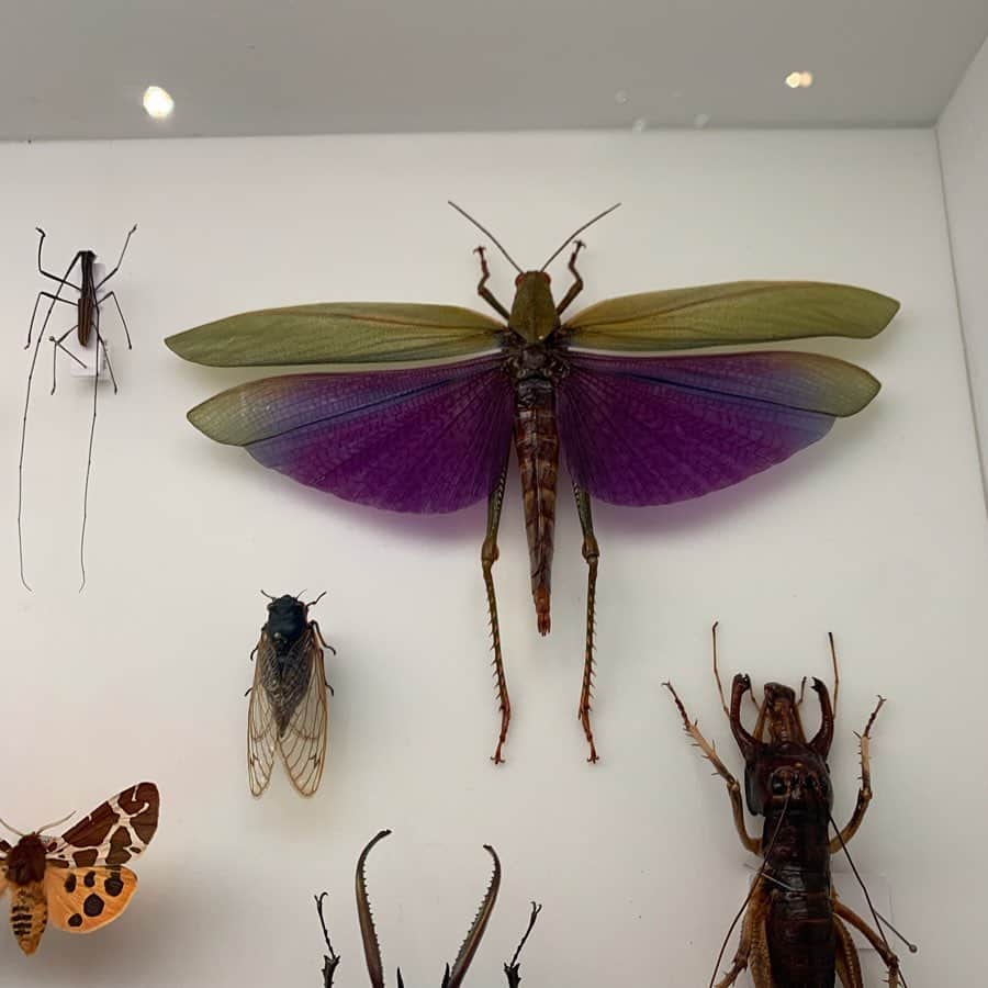 クリス智子さんのインスタグラム写真 - (クリス智子Instagram)「名前も知らないものに、恋するような感じでした。 蝶々も蛾も蜻蛉も、なんだかわからないのも、きれいだった。 「虫 展 -デザインのお手本」@ 21_21 Design Sight ＜以下、ながーい余談＞  ちょっと前に、虫のことを色々調べていたときに、虫の鳴き声を、いい”声”として、捉えるかそうでないかは、左脳右脳のどちらで虫の音を捉えているかによるということが、とても面白かった。 （ちなみに、日本人は、左脳で聞くので、言語・声として聞こえるが、そうした民族は、他にはポリネシア人だけで、西洋など他国は、右脳で捉えて、音（雑音）に分類されるらしく、一旦慣れてしまうと、環境音の一つになるそう。 （どうりで、名前の付け方が、日本は情緒あるのに、英語だと、機能を伝えたりするシンプルな感じだとずっと思っていた。ex :蛍ーfirefly)  虫へん、は、虫以外の「虹」とか「蛇」などにつくのも不思議に思っていましたが、動物や鳥など以外のものを「虫」としていた昔があったとか？ 本来は、うねうねしたものら爬虫類などの感覚が「虫」だったという説。 「虹」も、空を、うねうねした龍のようなものが駆けるさま、と聞いて、へぇー！と。「蛸」も思えば、うねうね。  さらに... 昨日、蝶々、のことを話したときに、英語では、どうして Butter-fly なのか？？と疑問が、内心浮上。（こういうことが、いつも気になる….） 諸説ありつつ、グリム童話にある「魔女が蝶々に姿を変え、バターを盗みにきた」というところに由縁？という説あり。 （witchfly にはならないのね）  話は逸れましたが、 虫展 の展示の角度も目から鱗、多々。11/4までです。  ちなみに、我が家は、虫の宝庫です。。9月も 蜘蛛の巣に、引っかかりっぱなしです！（今年は多い！） #虫 #虫展デザインのお手本  #一時は蜻蛉のデザインのものを集めていた」9月11日 17時59分 - chris_tomoko