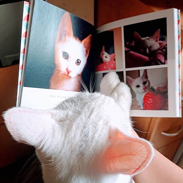 しまうまプリント【公式】フォトブック無料企画開催中さんのインスタグラム写真 - (しまうまプリント【公式】フォトブック無料企画開催中Instagram)「猫ちゃんは家族のアイドル💕🐈 ・ 本日ご紹介するのは @akipiyori0310 さまのフォトブックです🐱 ・ ・ とにかくとにかく猫ちゃんがかわいい…！ 揃えたおてての愛しさといったらもう…！ ・ この1冊の中には猫ちゃんたちが子猫だった時の写真も 入っているそうです💕 飼い主さんの愛情が伝わってきますね💕🐱 ・ ・ 猫飼いの皆様、スマホにはかわいい愛猫🐱の 写真があふれているかと思います✨ そんな写真でかわいいが詰まったフォトブック、作ってみませんか？？ ・ ・ @akipiyori0310 さま 素敵なご投稿ありがとうございました✨ ・ ・ ・・・・・・・・ ・ Repost from @akipiyori0310 ・ 📷フォトブック📷 . . キラリちゃんのきょうだい猫さんたち、 5にゃんの記念アルバムを作りたい💖と思い立ち、 @shimaumaprint さんでフォトブックを作りました✨ . 1にゃんにつき10ページにして、ママさん方には、 10ページに収まる枚数の画像を送っていただき、 5きょうだいのママ、エルちゃんのママさんにも ベビにゃん時代のお写真などを頂戴し、 . デザイン、レイアウトは私が担当して 5きょうだいの1年間の記録が完成しました😸 . 同じ10ページでも それぞれのママさんのカラーが出ていて とっても楽しく、素敵なフォトブックです💖 . . . ①は、自分のページを眺めるキラリちゃん。 . ②が、フォトブックの表紙の画像。 . . . フォトブック、初めて すべての作業をスマホから作成しましたが すっごく楽でした🎶 . PCのほうが、レイアウトの種類とか 文字数とか、できることがすごく多いけど スマホ版でじゅうぶん満足できましたよ😊 . . . #エルちゃんファミリー #白猫キラリ #きょうだい猫 #お誕生会 #ねこ #ねこ部 #にゃんすたぐらむ #にゃんだふるらいふ #ふわもこ部 #ペコねこ部 #猫がいる幸せ #猫との暮らし #ねこ写真 #ねこのきもち #nyancon01 #limiaペット同好会 #sippo #朝ワンコ夕ニャンコ #ペトラフ #保護猫のシマホ #譲渡会のシマホ #sippo写真展に参加したい #ずっと一緒にいようにゃん #猫にこそグルコサミン #シマホで決め顔 #しまうまプリント #しまうまフォトブック #しまうまアプリ」9月11日 17時58分 - shimaumaprint