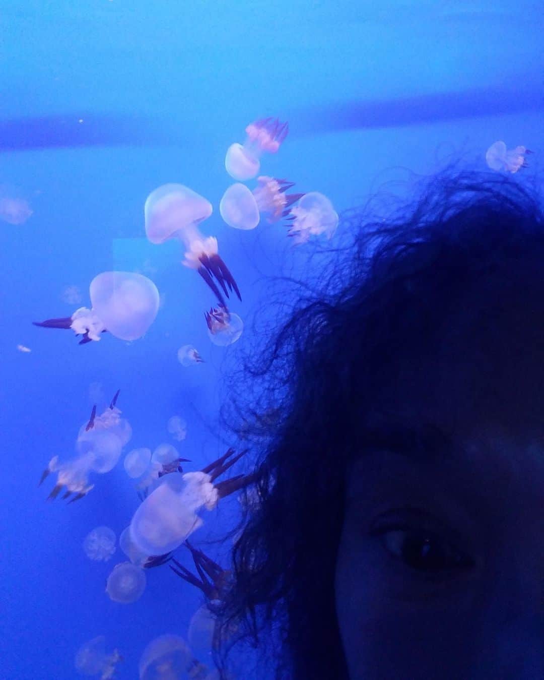 桃井かおりさんのインスタグラム写真 - (桃井かおりInstagram)「初水族館‼️クラゲ美しすぎです。いろんな話をクラゲと出来る不思議な時間。#山形 #クラゲ #水族館」9月11日 9時16分 - kaori_momoi