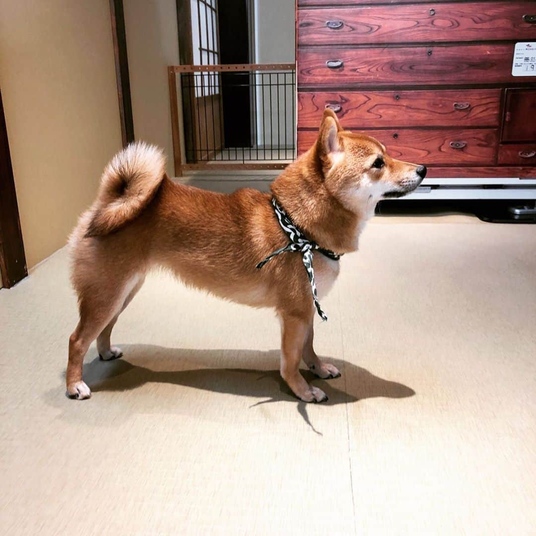 中村秀香さんのインスタグラム写真 - (中村秀香Instagram)「おはようございます ！  先日行った、 柴犬カフェでの癒しの写真を共有させて頂きます 。  今日も１日頑張りましょう(^^)✨」9月11日 9時10分 - hideka_ytv