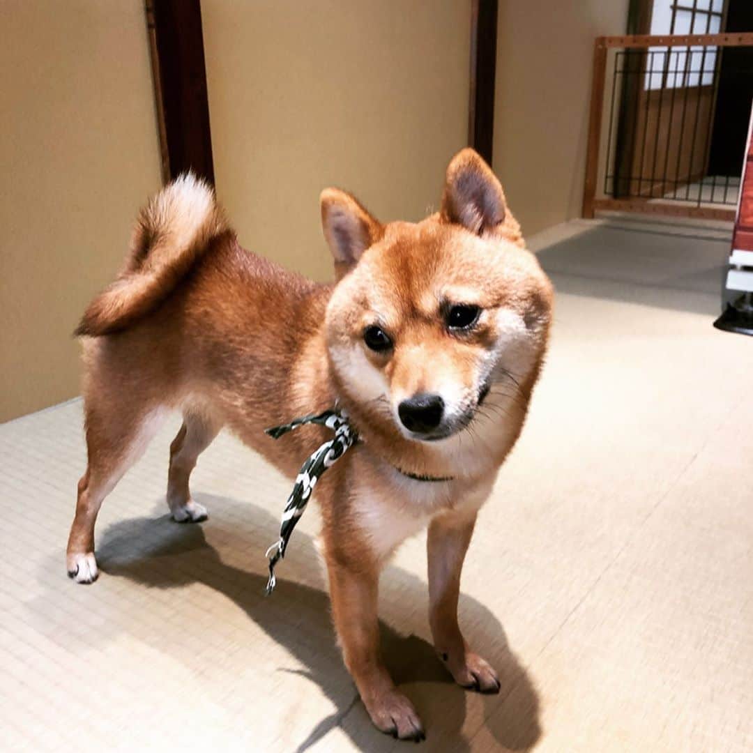 中村秀香のインスタグラム：「おはようございます ！  先日行った、 柴犬カフェでの癒しの写真を共有させて頂きます 。  今日も１日頑張りましょう(^^)✨」