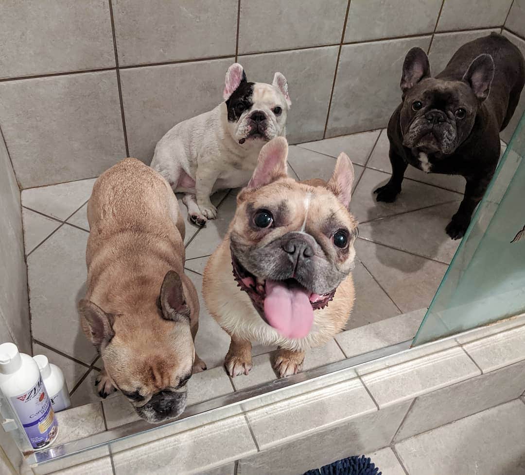 Manny The Frenchieさんのインスタグラム写真 - (Manny The FrenchieInstagram)「Do you think we were being good boys or bad boys, to land us all in the shower at once?! Mom will give you one guess! 🤪 At least we'll all be clean at once! 😆  @zymox_official」9月11日 9時14分 - manny_the_frenchie