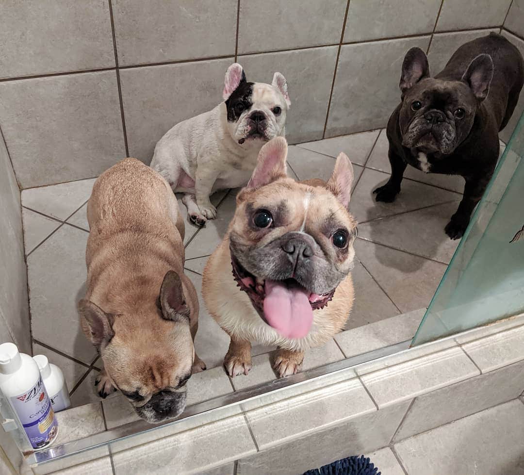 Manny The Frenchieのインスタグラム：「Do you think we were being good boys or bad boys, to land us all in the shower at once?! Mom will give you one guess! 🤪 At least we'll all be clean at once! 😆  @zymox_official」