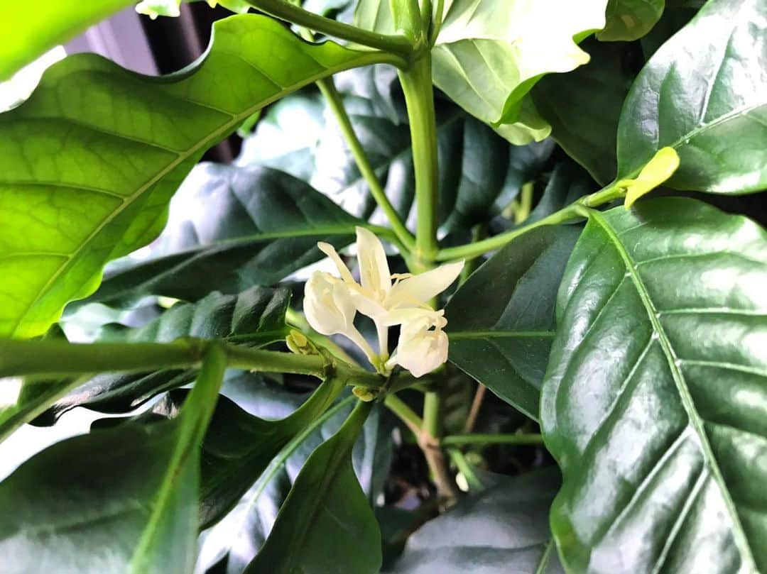 houeicoffeeのグルメインスタ