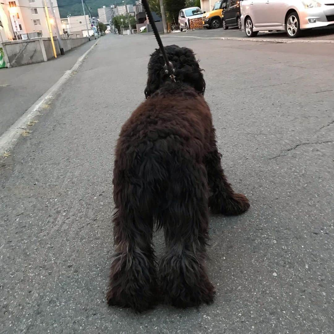 ともさんのインスタグラム写真 - (ともInstagram)「熊の子見ていた隠れんぼ〜🐻🎶 * なんと今日は久しぶりに、お尻を出したキツネさん🦊を見つけました😆しかも2匹✌🏼 * 1匹目はルッちんが覗いていた所とは別の所からサササササー🦊っと👀‼️ * 2匹目は、そしたらここにも居るんじゃない！？と当たりをつけて覗いた所に… * いた👀‼️ * 嬉しそうなルッちん😂 * #キツネ #fox #japan #hokkaido  #sapporo #イングリッシュコッカースパニエル #ルッちん2歳 #englishcockerspaniel」9月11日 10時27分 - tomowithdog