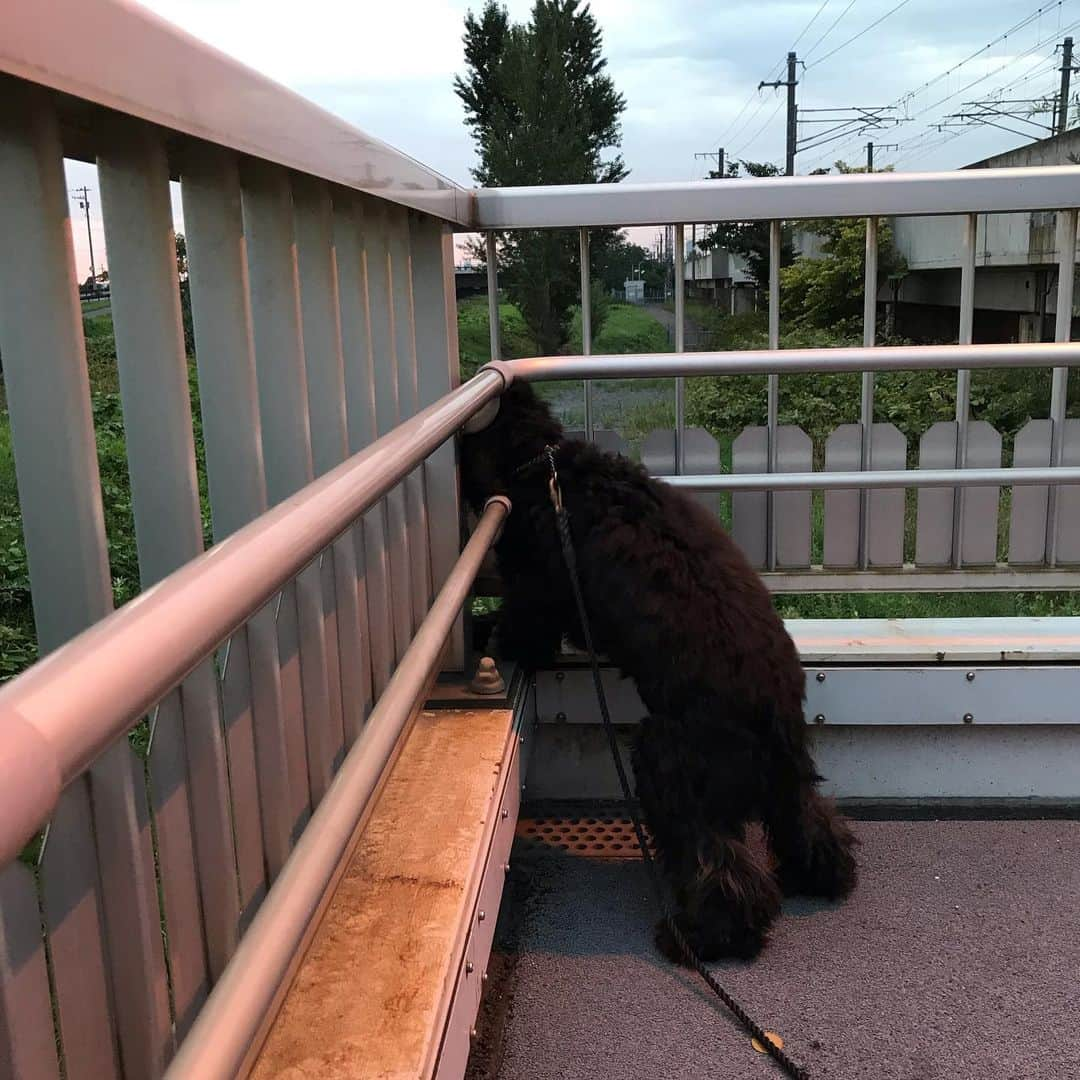 ともさんのインスタグラム写真 - (ともInstagram)「熊の子見ていた隠れんぼ〜🐻🎶 * なんと今日は久しぶりに、お尻を出したキツネさん🦊を見つけました😆しかも2匹✌🏼 * 1匹目はルッちんが覗いていた所とは別の所からサササササー🦊っと👀‼️ * 2匹目は、そしたらここにも居るんじゃない！？と当たりをつけて覗いた所に… * いた👀‼️ * 嬉しそうなルッちん😂 * #キツネ #fox #japan #hokkaido  #sapporo #イングリッシュコッカースパニエル #ルッちん2歳 #englishcockerspaniel」9月11日 10時27分 - tomowithdog