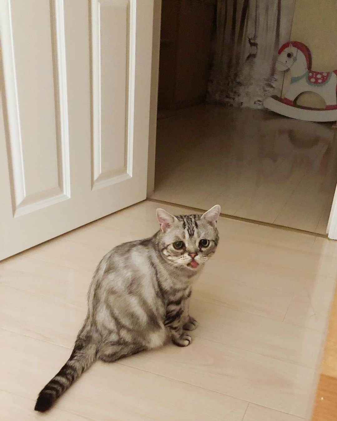 ルフさんのインスタグラム写真 - (ルフInstagram)「#luhu:"grandma,when will mom come back home?" - - #cat #cute #sadcat #catoftoday #angel #adorable #lovely #funny」9月11日 11時01分 - lanlan731