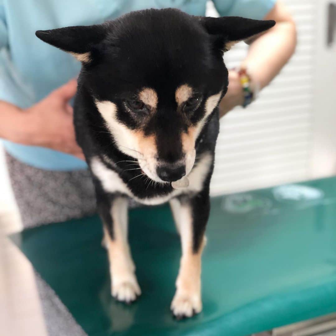 vo_coのインスタグラム：「🐾 こたつ、2ヶ月振りの健診 過去最高体重9.70kgを叩き出した前回から、-300gで9.40kg まあ微差だけど、少しずつ落としてベスト体重の8.90kgまで絞れるといいかな！ * #ちなみに飼い主も #同期間で5kg落とした #一緒にダイエットがんばろうね  #shibastagram #instashiba #shiba #shibainu #黒柴 #柴犬」