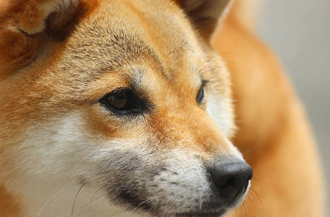 柴犬たま Shibainu Tamaのインスタグラム