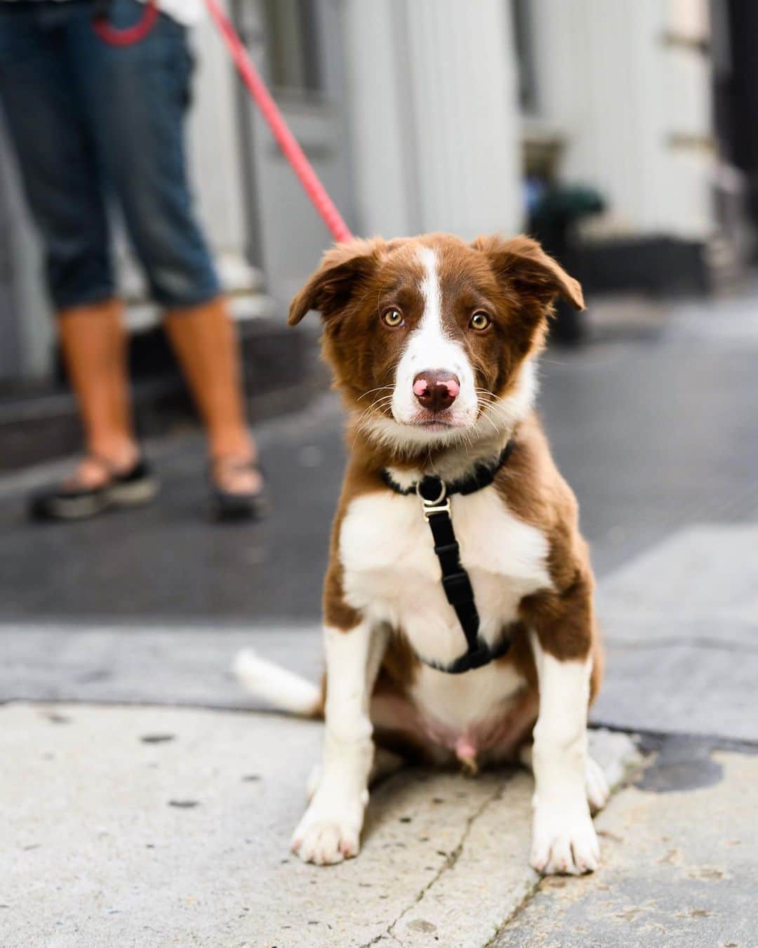 The Dogistさんのインスタグラム写真 - (The DogistInstagram)「Coco, Border Collie (3 m/o), Greene & Spring St., New York, NY • “He begs for pets.”」9月11日 12時50分 - thedogist