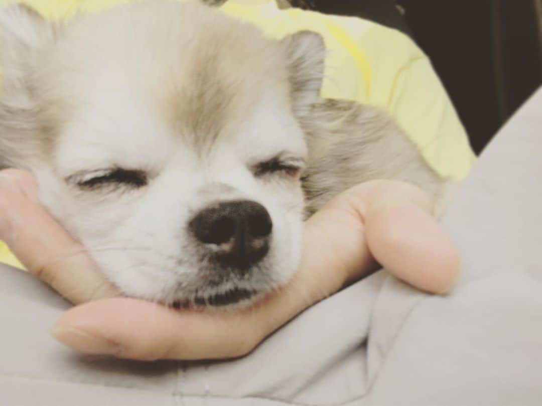 のインスタグラム：「犬界No.1優勝最強手中睡眠奴無理無理無理可愛」