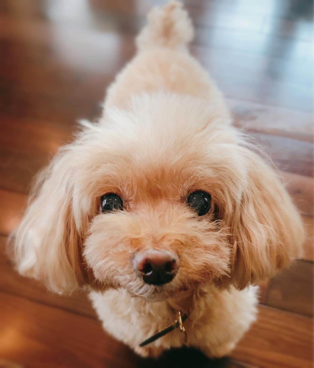 西川貴教のインスタグラム：「皆さん、お久しぶりです。 どうも、うぃです。 U˙ᴥ˙U」