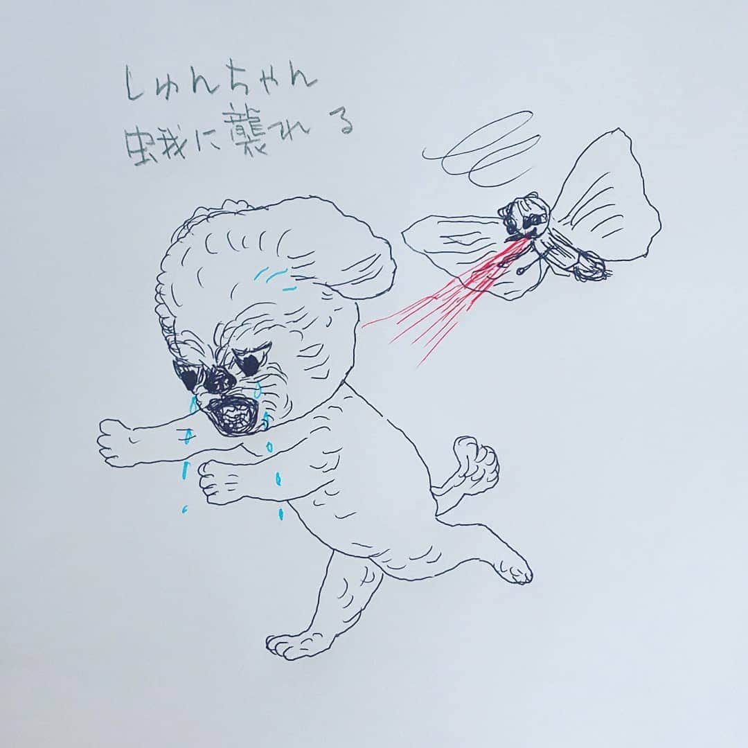 タンゲクンのインスタグラム：「仕事でちょっぴり長いお留守番の旬くん 珍しく焦って玄関にお迎えの昨日でしたが リビングに行ったら 蛾が❗️舞ってる～😫 旬くん きっと、、💦追いかけられたりしたんだね  この後旬くんを抱きしめて、、 蛾を退治しましたー はーこんなこと！ あるんですね、、 注意しますーー😂  #旬太郎くん  #shitzu  #一コマ漫画」