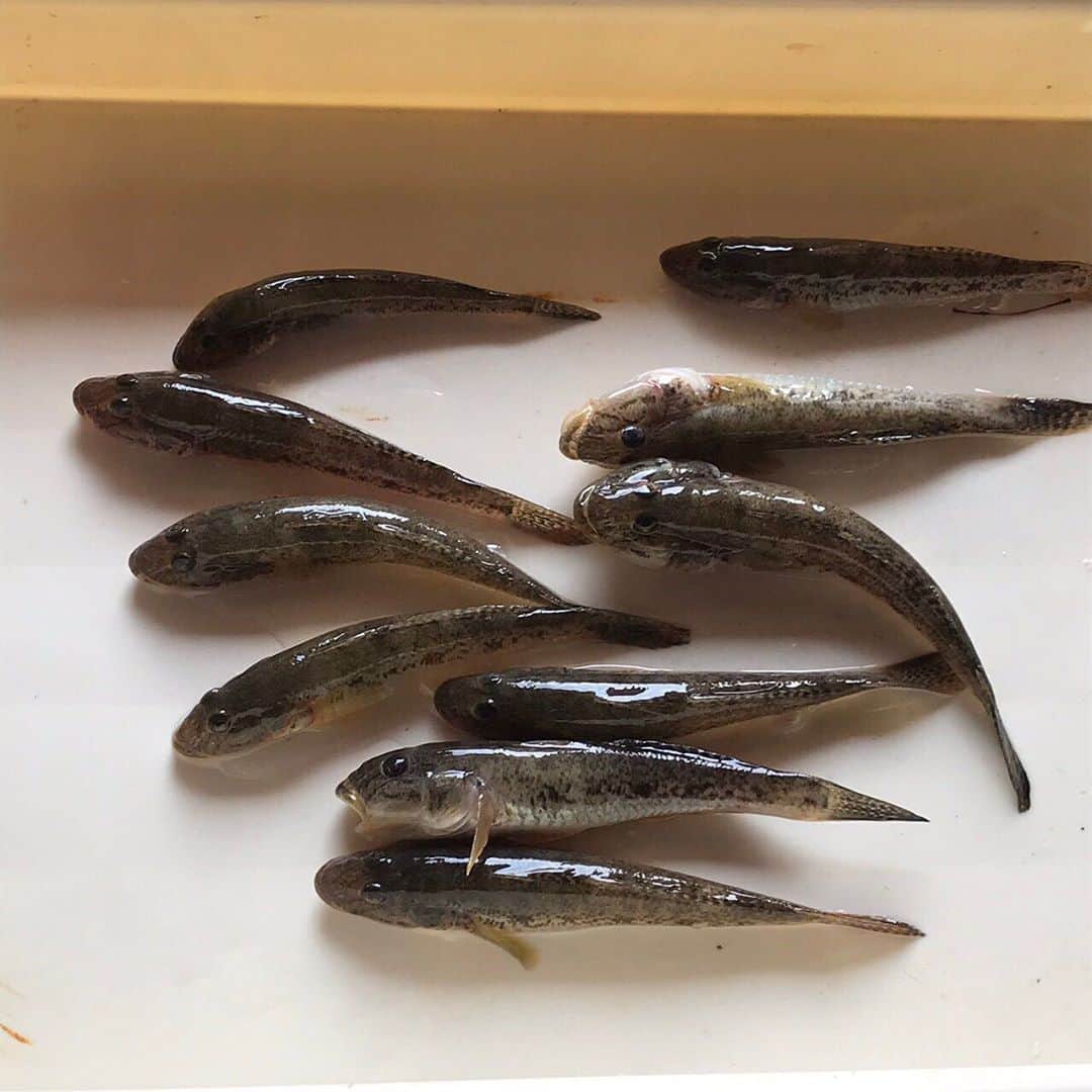 矢野由希子さんのインスタグラム写真 - (矢野由希子Instagram)「はじめてハゼ釣りしたよ。 ハゼの顔ってかわいいね。  #ハゼ #ハゼ釣り #ゴカイというやつに慣れてきた今日この頃 #釣りるれろ」9月11日 14時45分 - yanoyukiko_