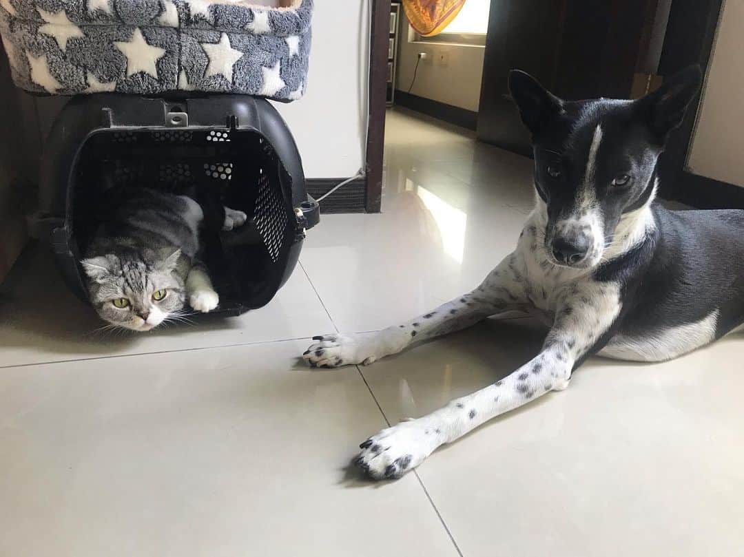 KATSUOのインスタグラム：「📸✨ . #cat #dog #catsofinstagram #dogsofinstagram #わんにゃん #領養代替購買 #かつおとメイ #毛の舞い散る汚部屋」