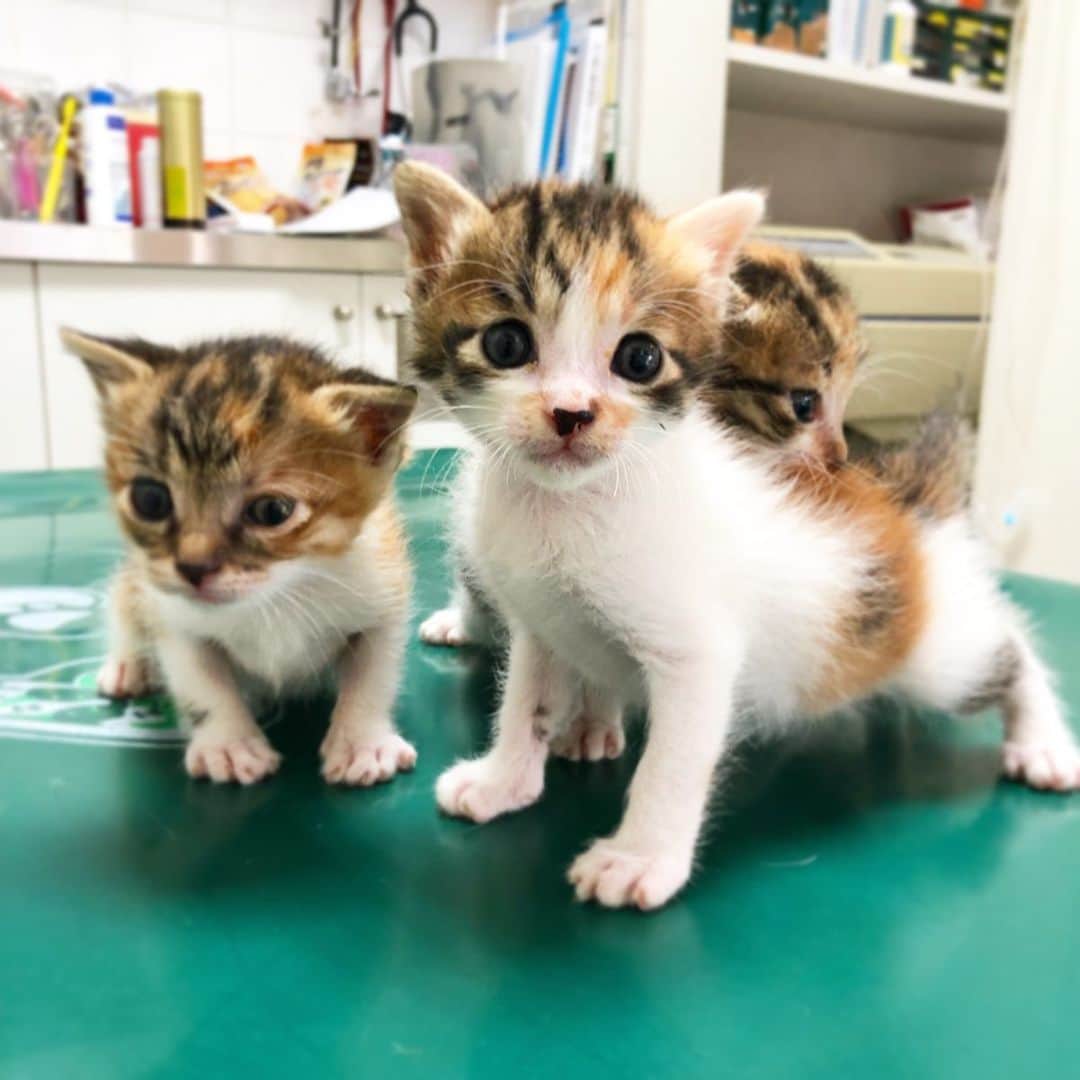 vo_coのインスタグラム：「🐈🐈🐈 こたつのかかりつけ動物病院で保護している三毛猫♀3匹の飼い主さんを募集しています！ まだ目も開かない生後数日で、中古車屋さんの鍵がかかってない車の中に置き去りにされてた子達だそうです 現在生後約1ヶ月 動物病院で愛情たっぷりお世話されてるので、健康状態は良好です まだ掌に乗るくらいのサイズです 三毛猫好きな方、いかがでしょうか？ ＜条件＞ ・責任をもって一生可愛がってくれる方 ・避妊去勢をしてくださる方 ・室内飼育のできる方  ご希望の方いらっしゃったら、ぜひご検討ください！ みなみ成城動物病院 03-5429-8172 http://minamiseijo.hiho.jp/」