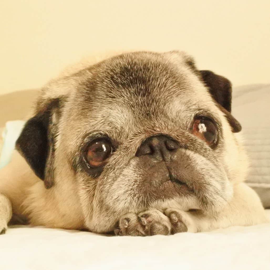 八兵衛のインスタグラム：「lazy afternoon😪 * * #ほぼ黒パグ #おじいちゃん犬 #pug #puggy #puglife #puglove #petstagram #pugstagram #pugsofinstagram #pugs #dog #ふわもこ部  @igersjp #IGersJP #east_dog_japan #pecoイヌ部 #八兵衛 #はちべえ #朝ワンコ夕ニャンコ」