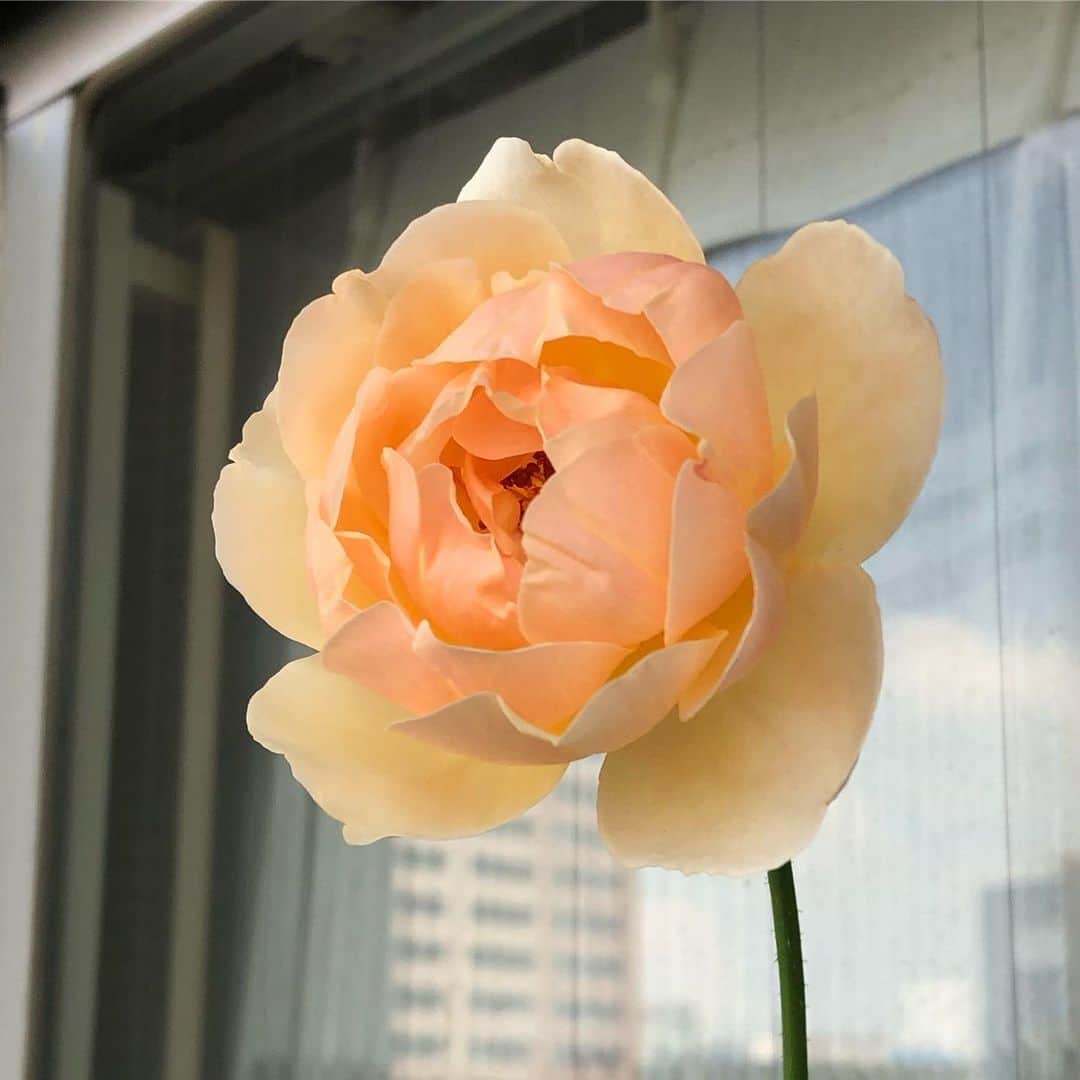 chai0219さんのインスタグラム写真 - (chai0219Instagram)「暑い中頑張って咲いてくれてます❤︎ ベランダはすっかり片付いて残すはバラ🌹4鉢となりました。 ご協力いただいた方々に感謝です😊  #flora #flower #flowers #rose #ローズ #バラ #デビッドオースチン #ベランダ #ベランダガーデン #ジュードジオブスキュア #植物 #薔薇 #花 #イングリッシュローズ #plants #mの植物記録 #ノンフィルター」9月11日 15時54分 - chai0219