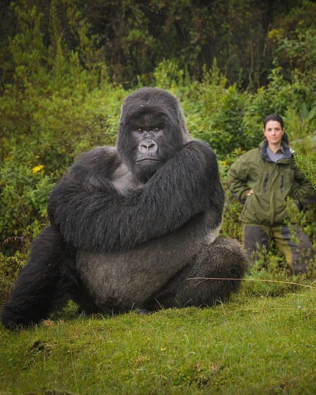 Earth Picsさんのインスタグラム写真 - (Earth PicsInstagram)「Meet Isabukuru, one of the many protected gorillas in Rwanda 🇷🇼 photo by @savinggorillas」9月11日 16時26分 - earthpix